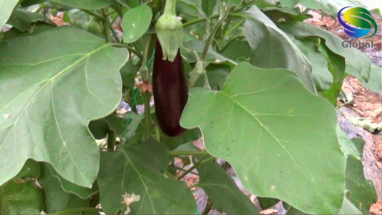SERALARDA TUTA ABSOLUTA MÜCADELESİ