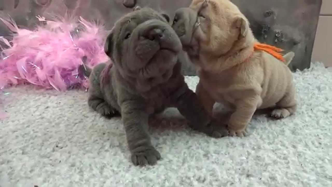 sharpei pups 3 weeks old ( girls)