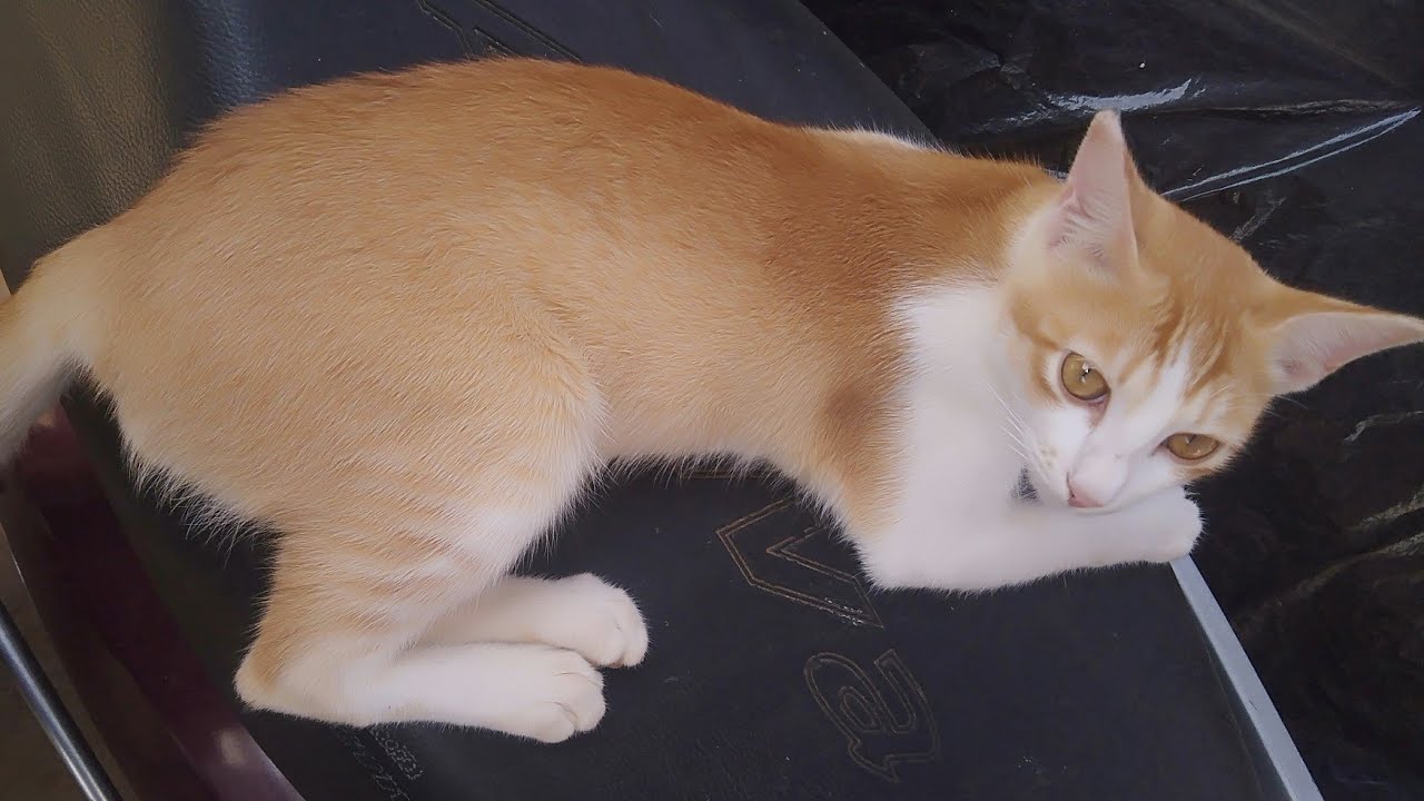 ମୋ କିଟୁ ର କିଛି ଅଭୁଲା ସ୍ମୃତି | CATLOVER | ମୋ କିଟୁ | ମୋ ବେଟୁ | ODIA VLOG | CATLOVER VIDEO | CAT VIDEO 