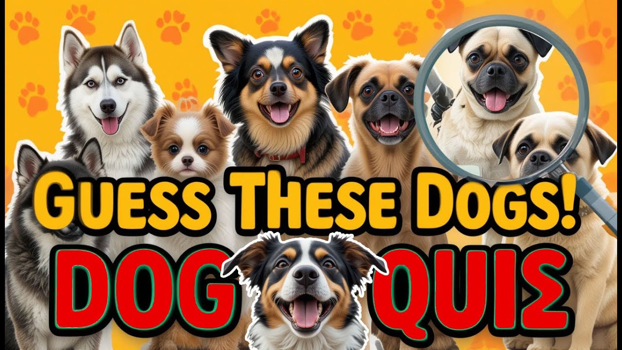 Dog Quiz For Dog Lovers 🐶 Can You Guess the Dog Breed in 5 SECONDS ? Name the Dog Breed Quiz 2025