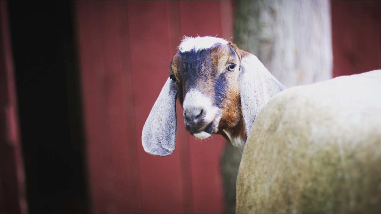 Buying a Milking Goat - How to find quality goats.