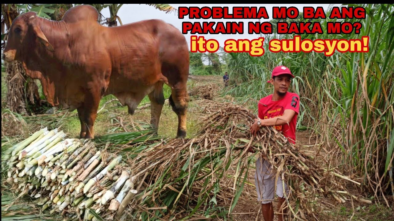 SUPER NAPIER, PAANO ITO PARAMIHIN? CONSISTENT NA PAG KAIN NG BAKA  MAG NAPIER KANA.
