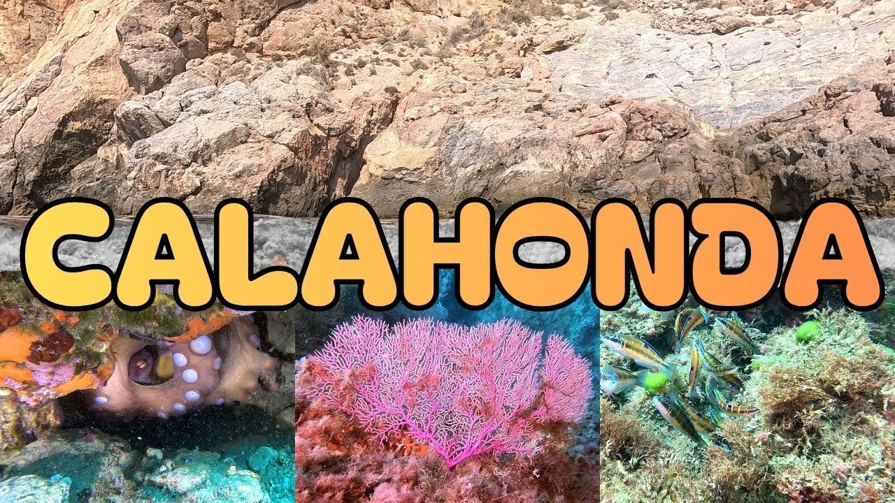 ¿Qué se esconde bajo las aguas de Calahonda? | Buceo en La Grieta – Vida marina del Mediterráneo