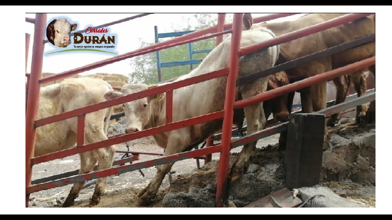 Así recuperamos kilos perdidos de manera rápida, en Corrales Durán / Se llegó Reto Texana.