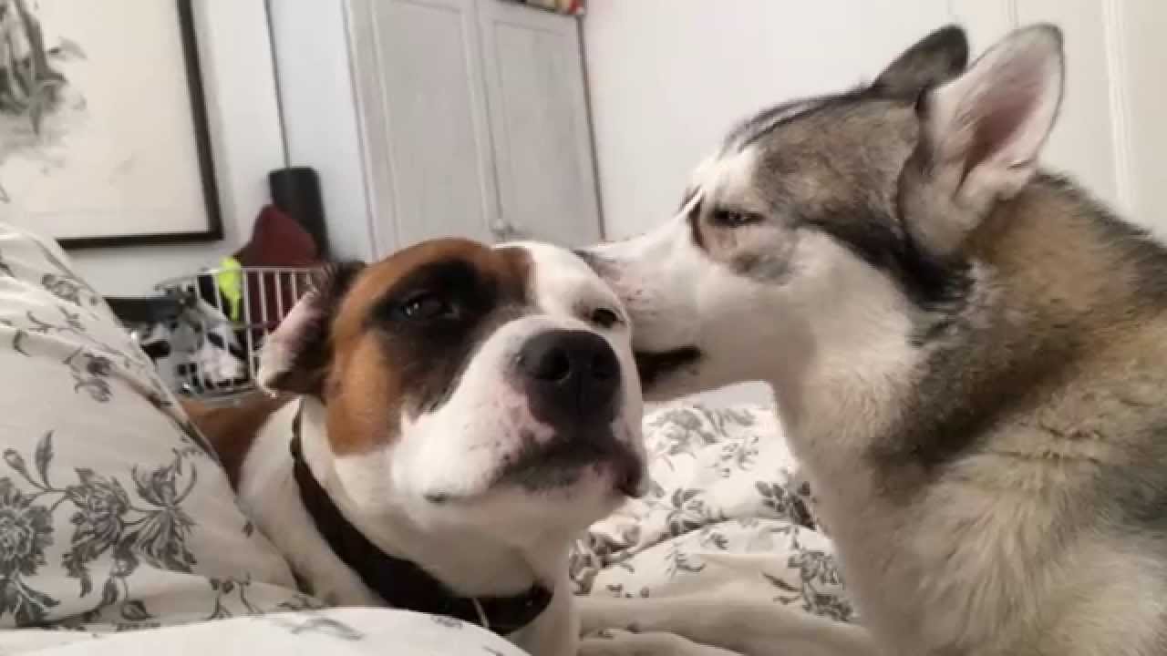 Husky kisses