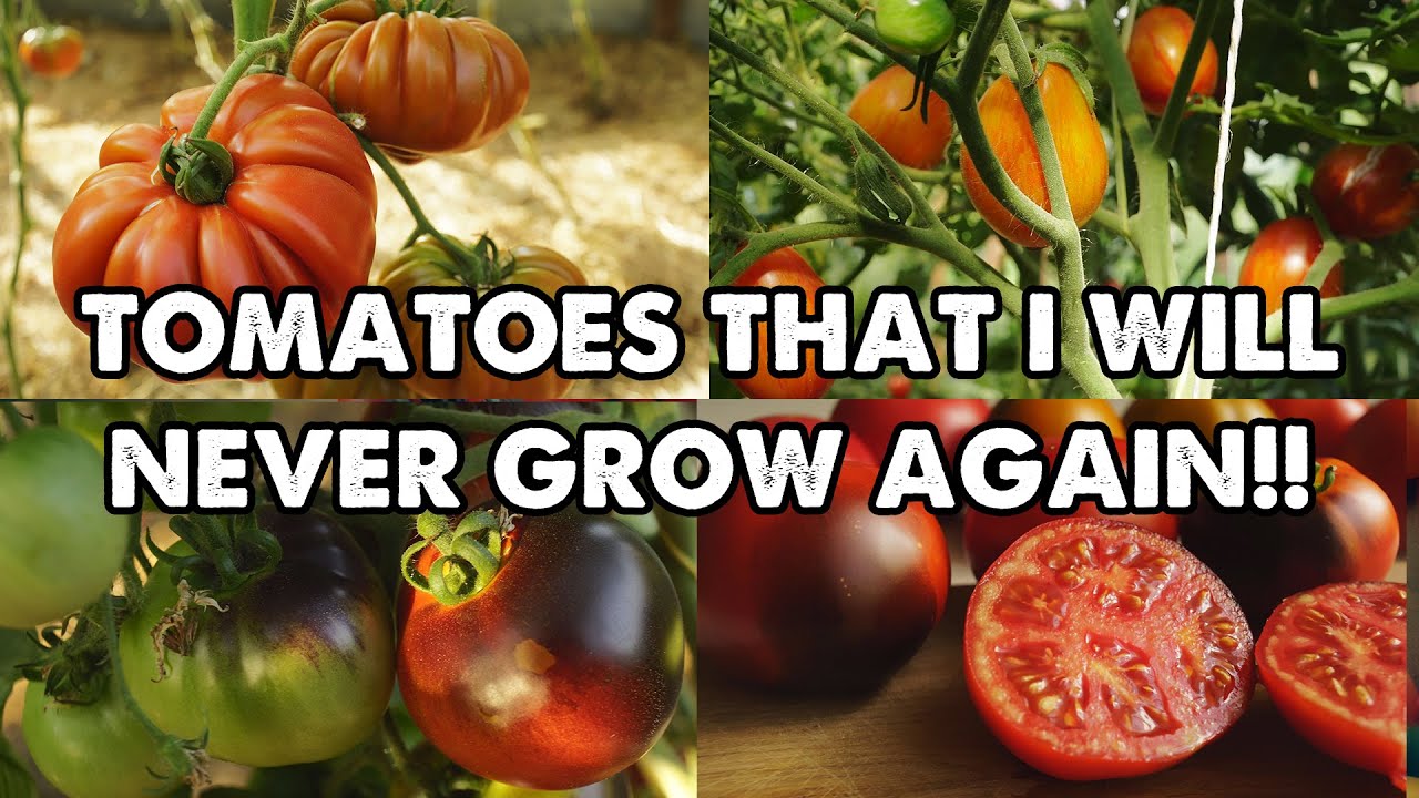 TOMATOES THAT I WILL NEVER GROW AGAIN!