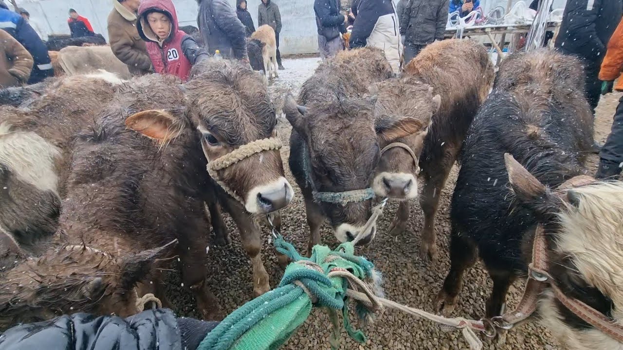 КЫЗЫЛ КЫЯ Ш.КАРАВАН  МАЛ БАЗАРЫ РЕАЛДУУ БААЛАР 