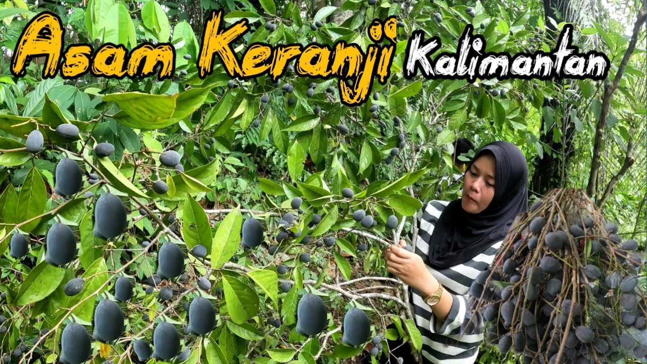 Berpetualang Bersama Keluarga Panen Buah Asam Keranji !! Buah Endemik Hutan Kalimantan