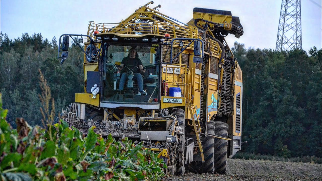 Nocne Kopanie Buraków 2023 z Firmą Nowak! ✔ Ropa Tiger 6s & 2x John Deere ✔ Sypanie w Locie?!