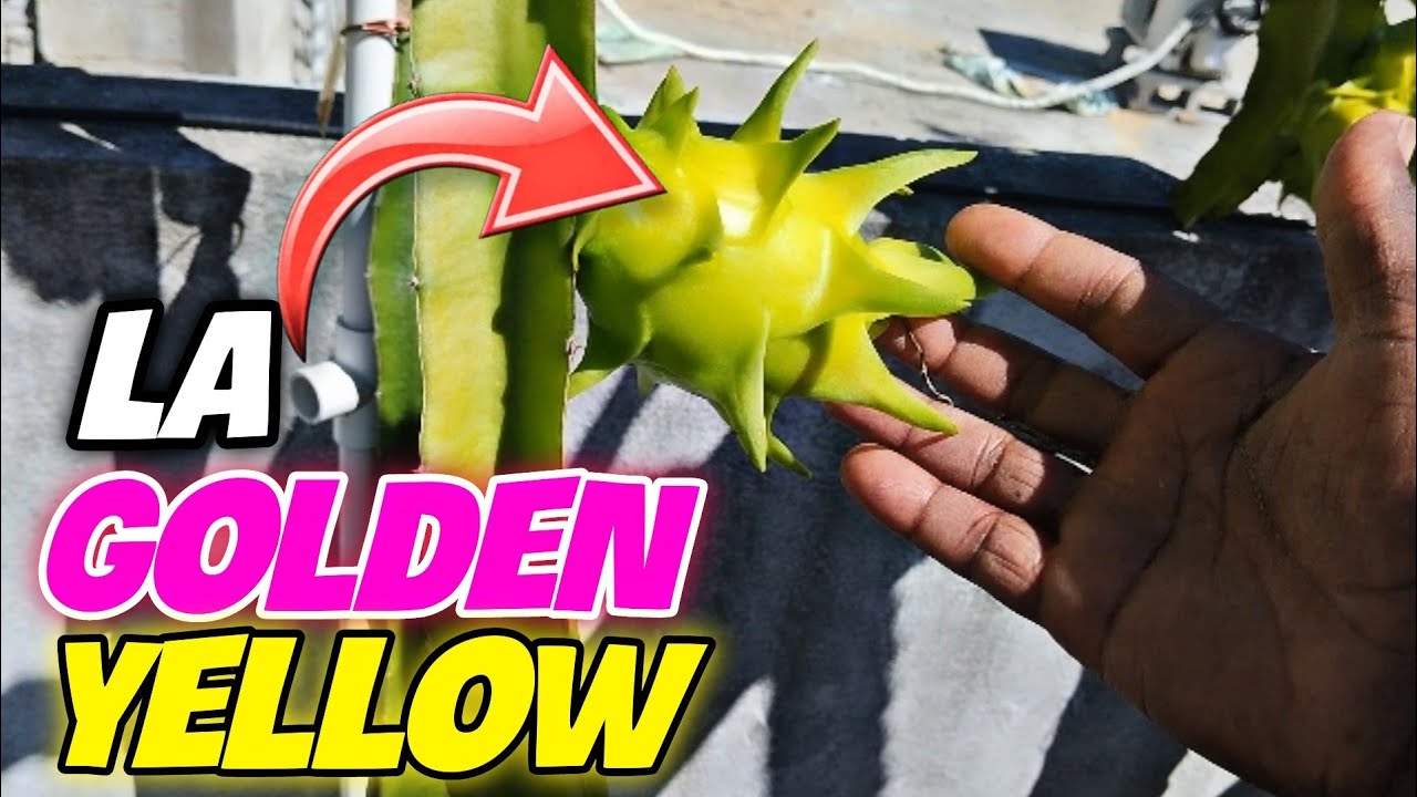 Detrás De La Pitahaya American Beauty Y Golden Yellow Dónde Un Amigo En República Dominicana 🇩🇴