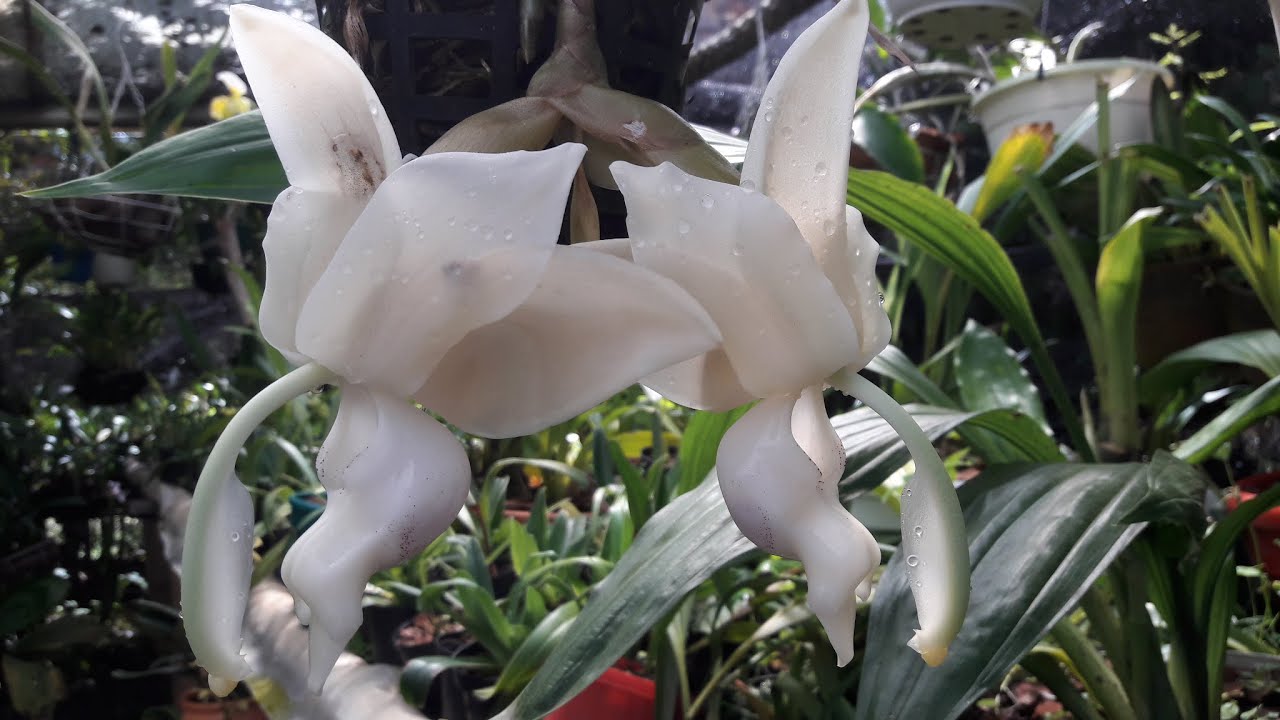 STANHOPEA BLANCA