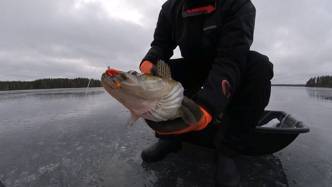Kuhan pilkintää Jigillä