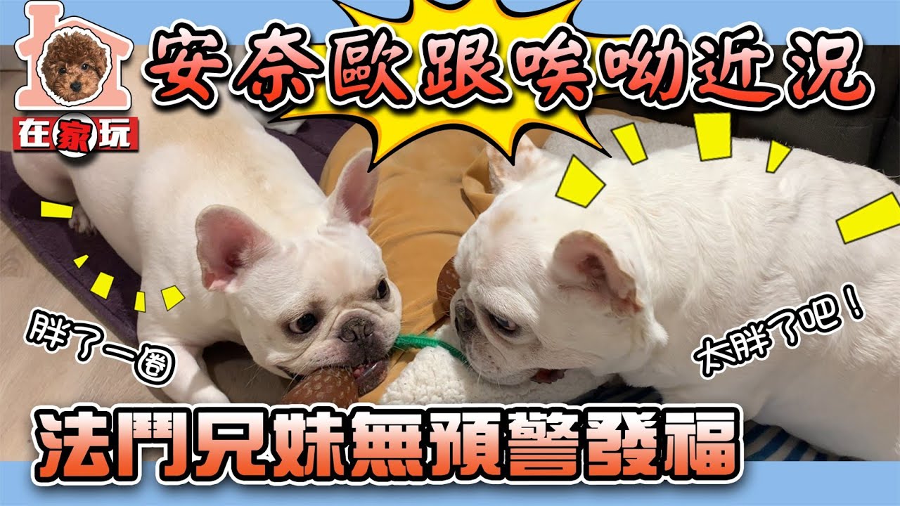 一豬小公主｜安奈歐跟哎唷近況 法鬥兄妹無預警發福