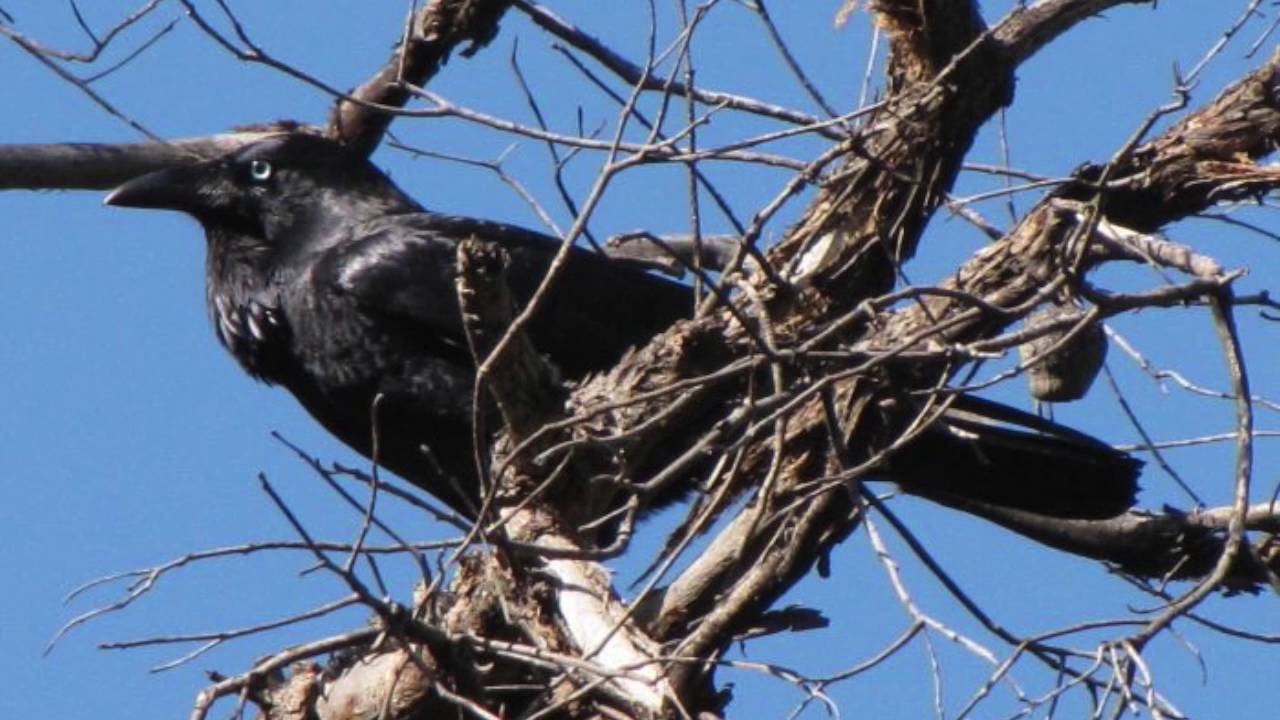 Australian Raven Nesting Location
