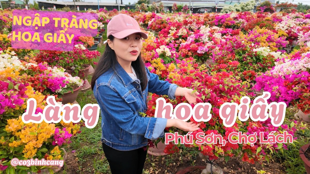 Khám phá làng hoa giấy lớn nhất miền Tây - Phú Sơn, Chợ Lách I Cô 3 Bình Cang