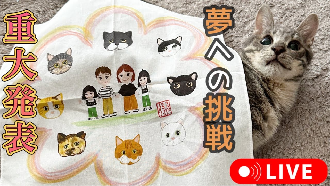 夢の「保護猫ハウス実現」に向けてチャレンジしますライブ❣️