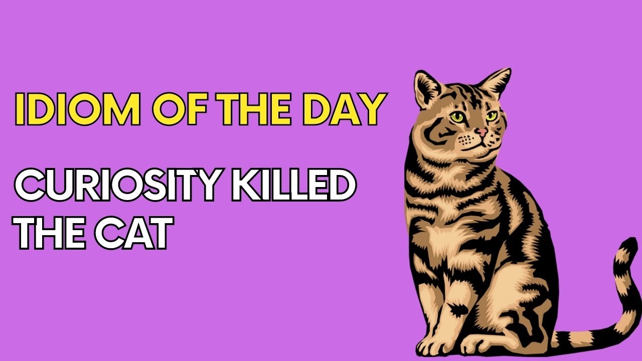 IDIOM OF THE DAY-CURIOSITY KILLED THE CAT | Learn and improve your English the idiom!