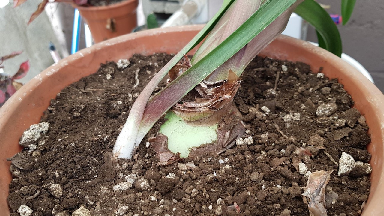 Amarilis, plantas muy hermosas y podemos reproducirlas por retoños
