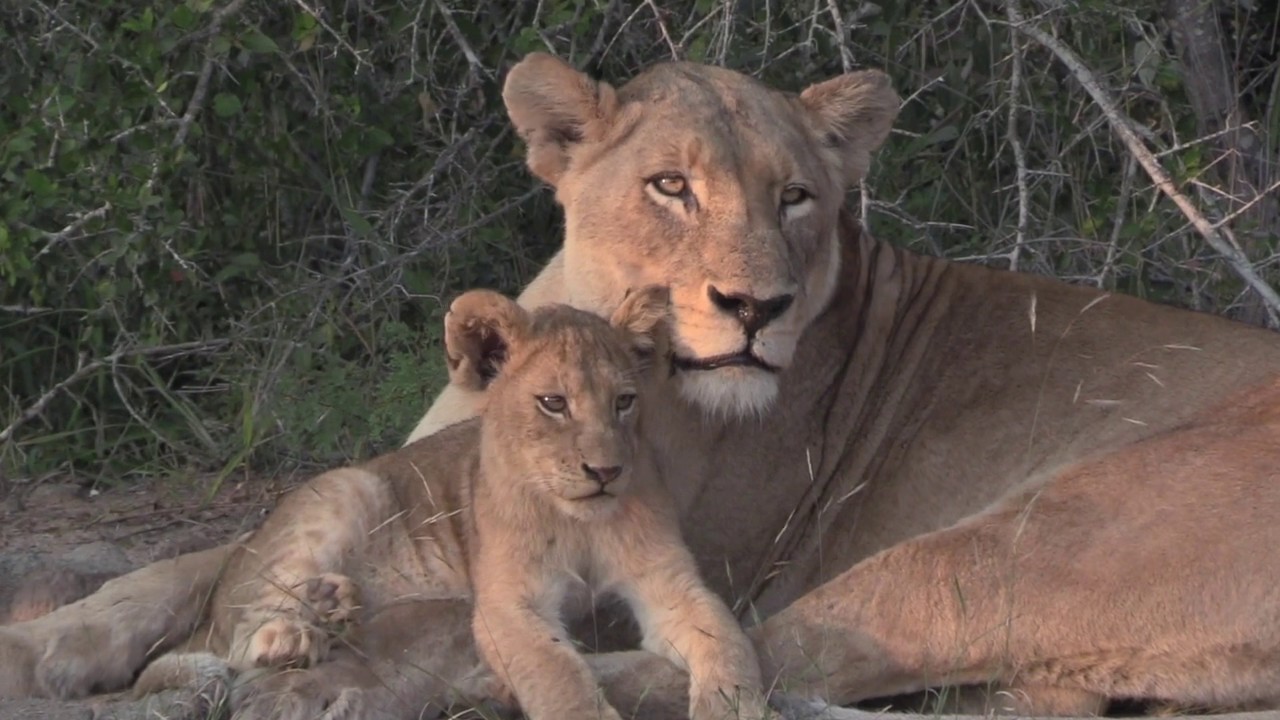 Adorable Little Lion Cubs interact with their Mothers in the Wilderness of the Greater Kruger Park