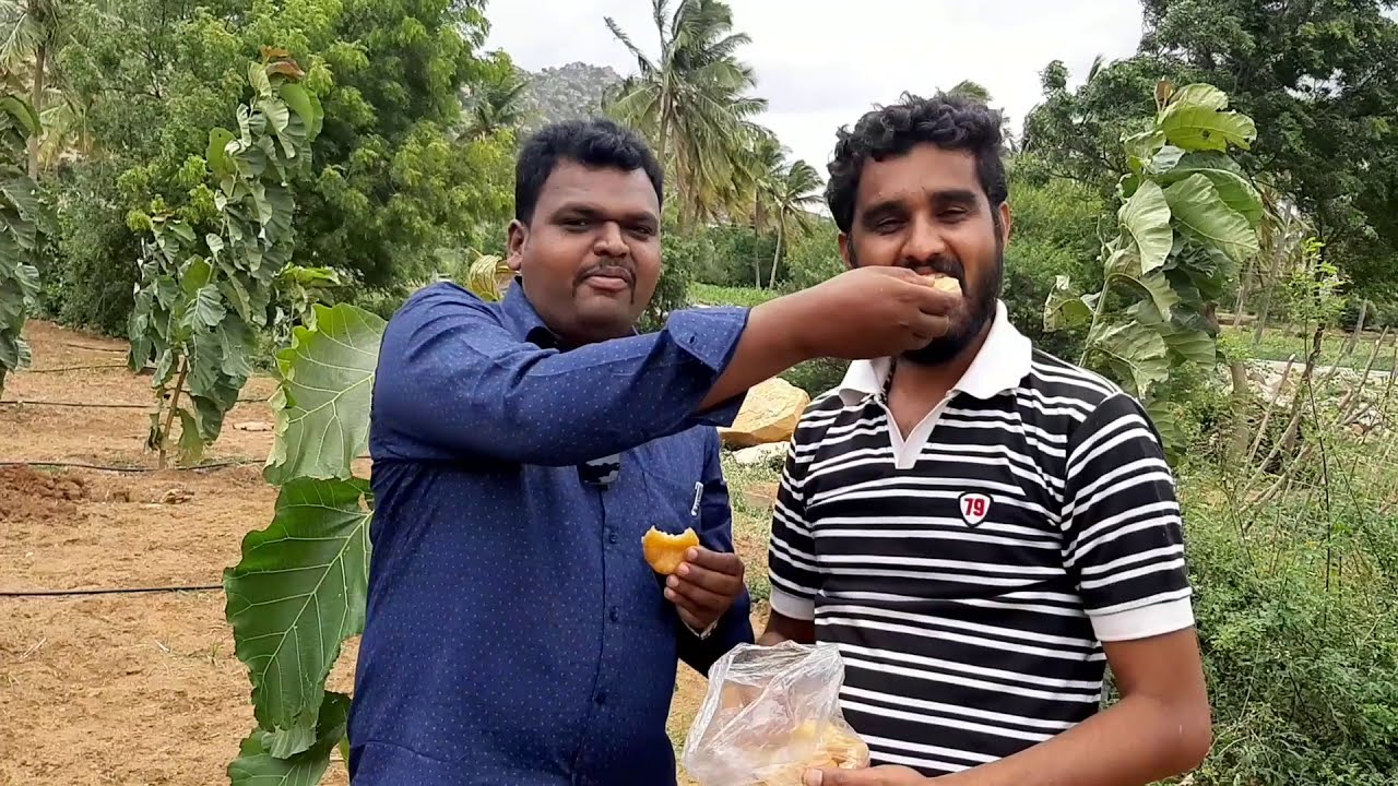 ತೈವನ್ ಪಿಂಕ್ತTaiwan pink ಪೇರಲ ಹಣ್ಣು(Guava) Plantation, soil mixing & Cultivation process, 9019162251