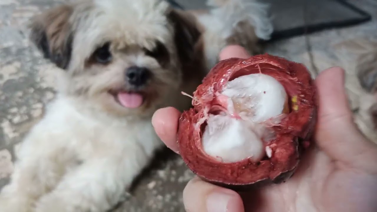 PWEDE BA SA ASO ANG MANGOSTEEN/SANDY & PRINCE/MACARYA TV