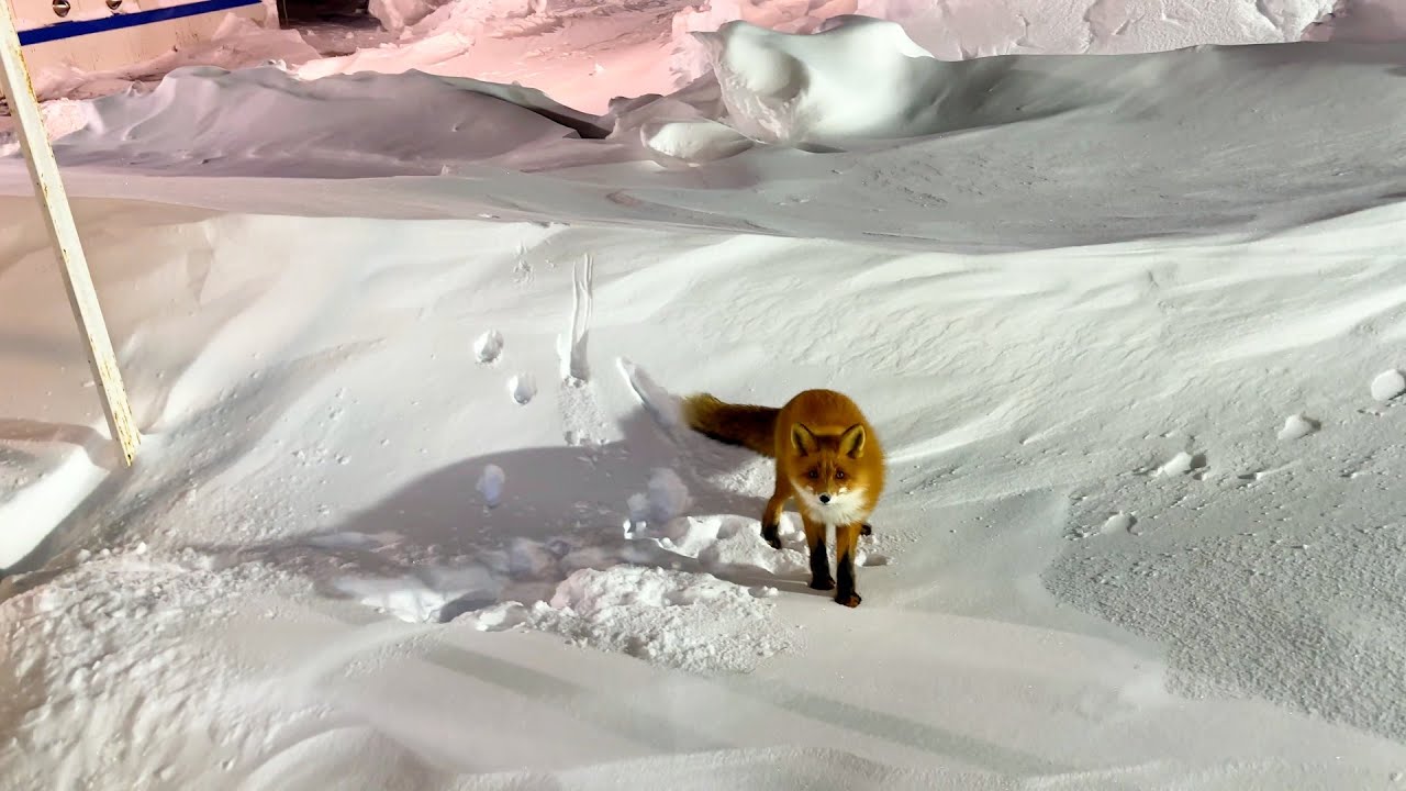 A fox at a shift camp
