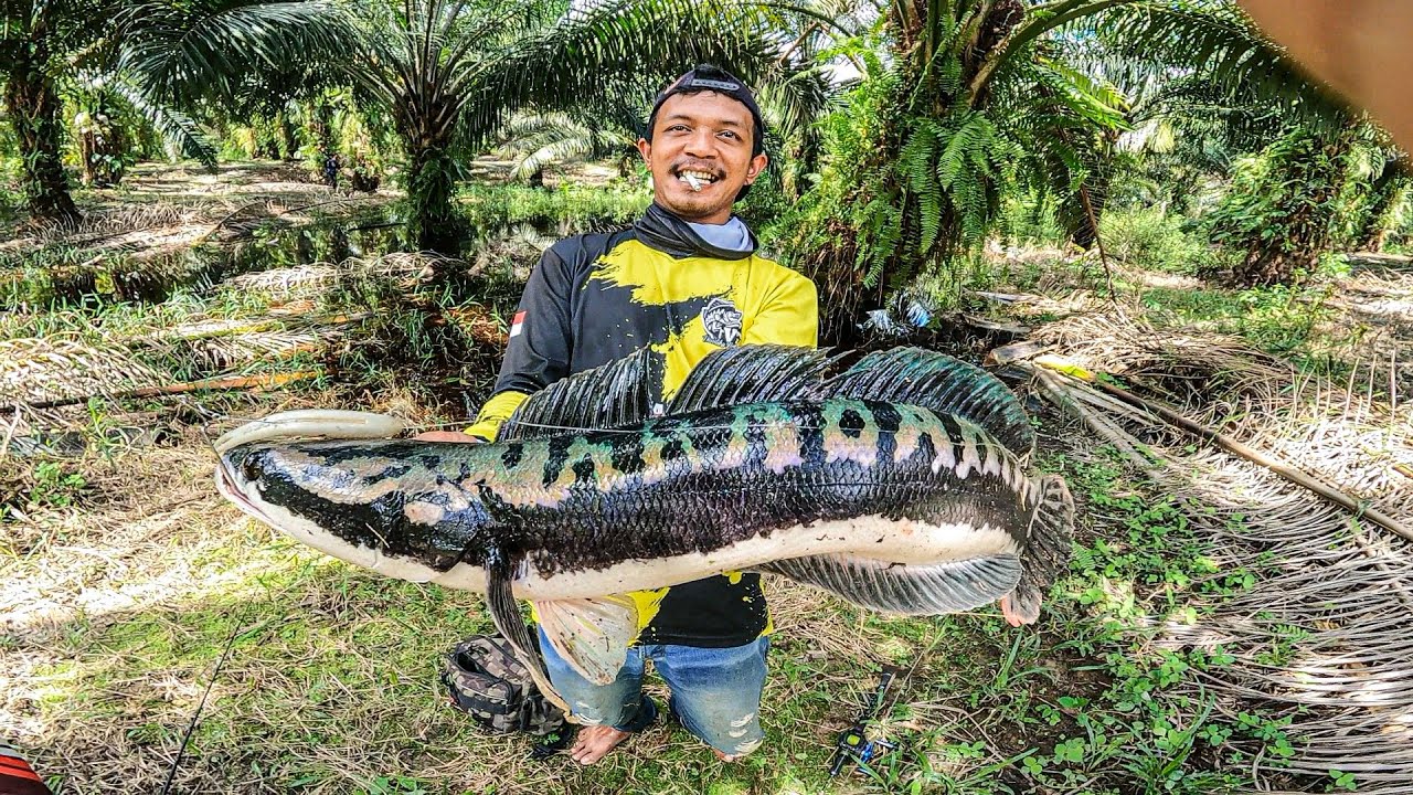 BERBURU SNAKEHEAD DI SAAT LAHAN SAWIT BANJIR !! FULL FIGHT EPISODE SPESIAL