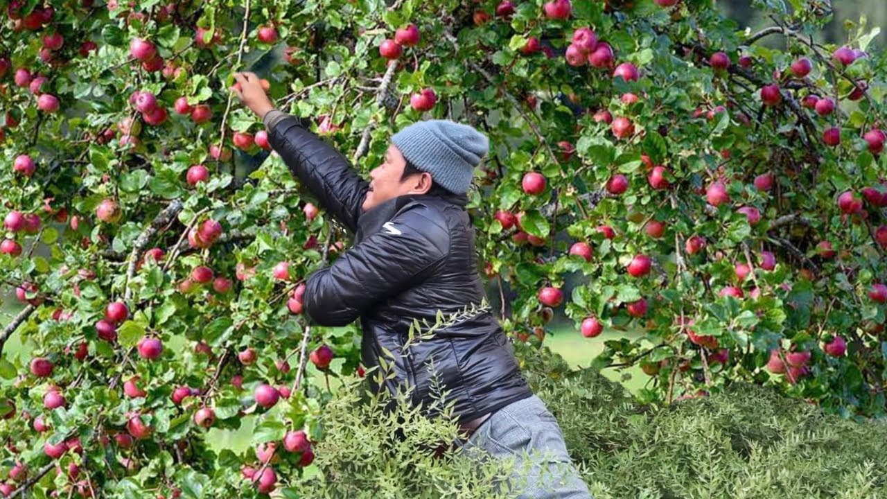 LIBRENG MANSANAS!! SOBRANG DAMI! PULANG-PULA AT MALULUTONG NA!!! PICKING APPLES! FREE PICK AND EAT!