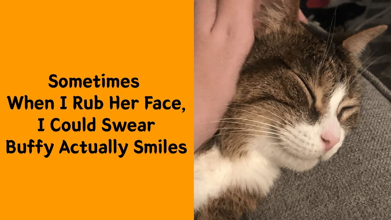 50 Adorable Cat Smiles That Will Melt Your Heart