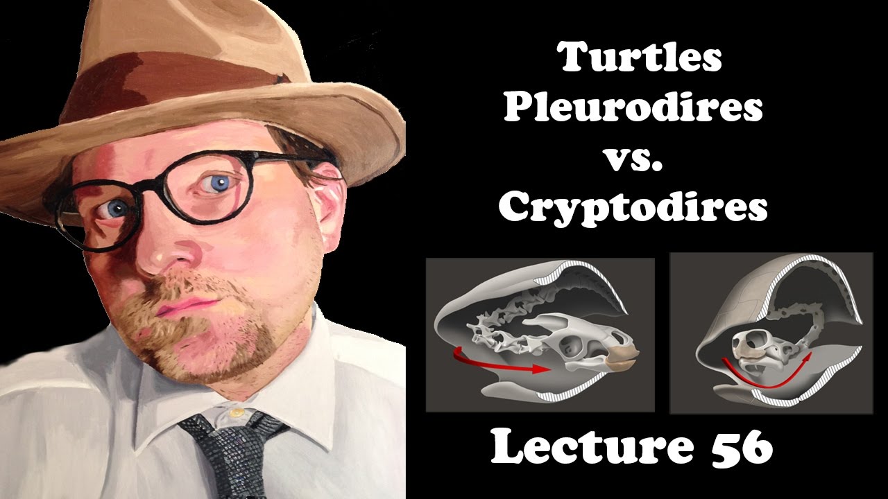 Lecture 56 The Turtles: Pleurodires vs. Cryptodires