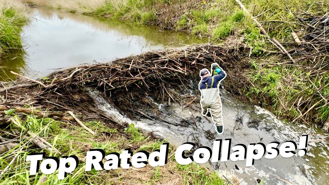 Beaver Dam Disaster!