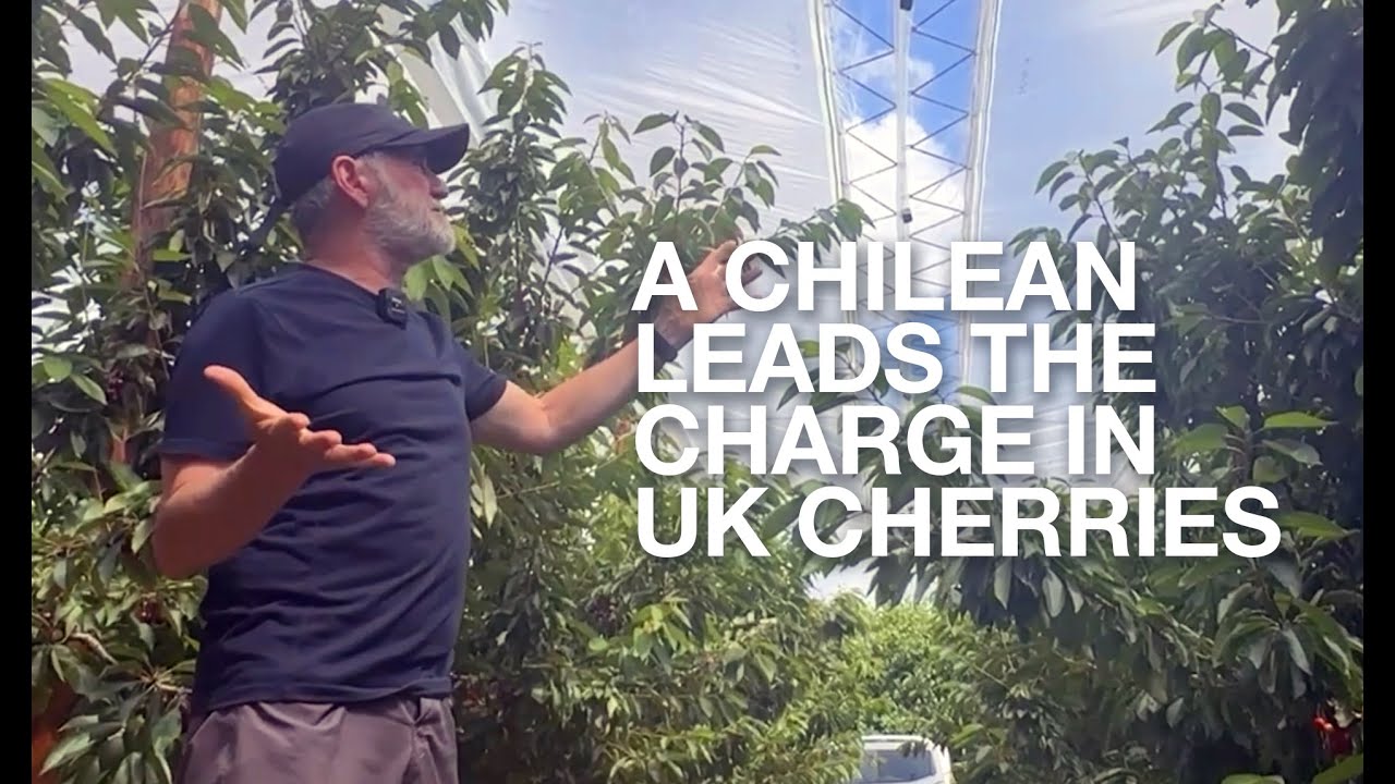 A Chilean is leading the charge in UK cherries