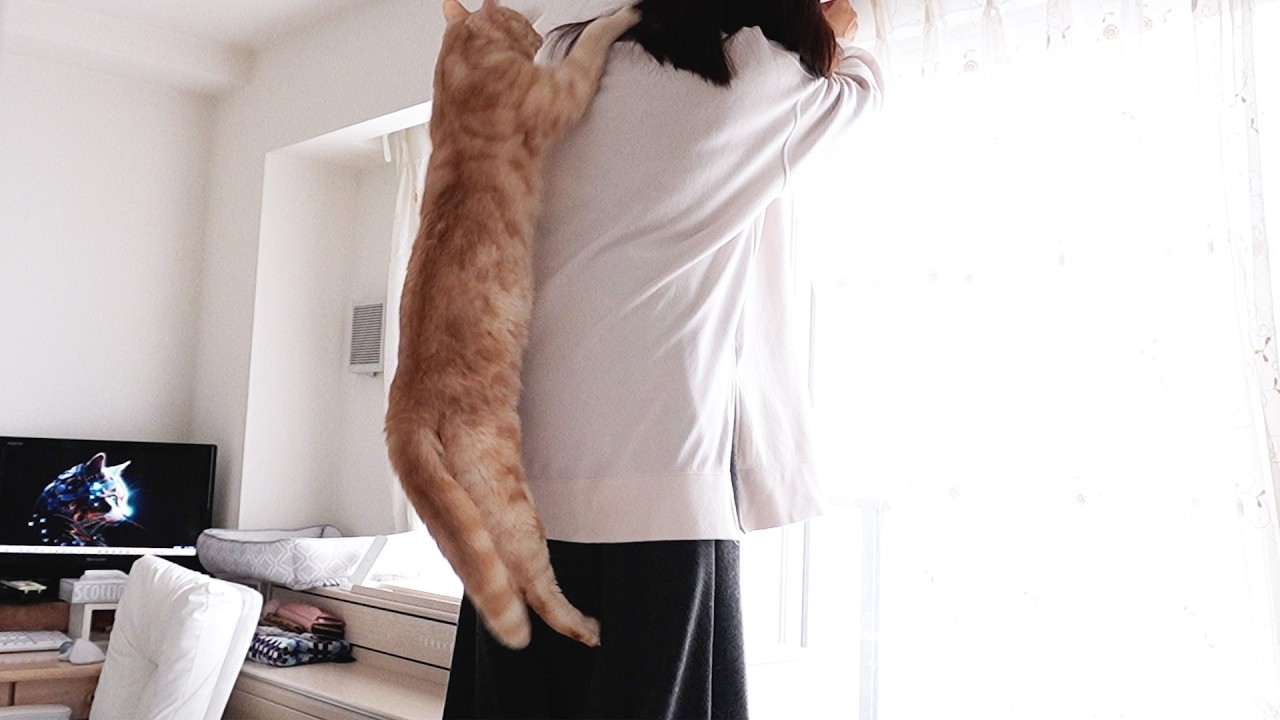イスに乗った瞬間…猫が飛びついた😼