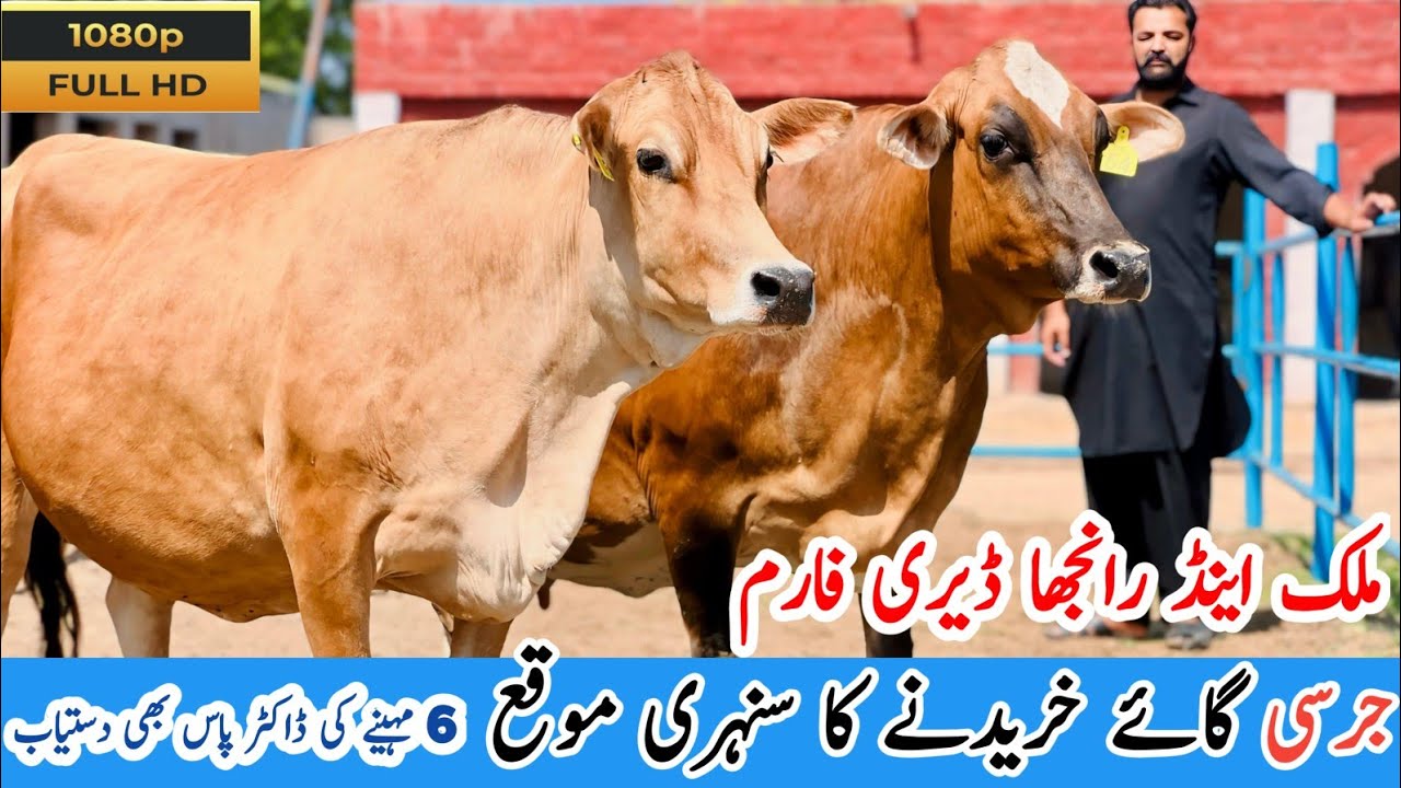 Jersey Cows in Mandi Bahauddin | imported cows with Good milking Record | Malik & Ranjha Dairy