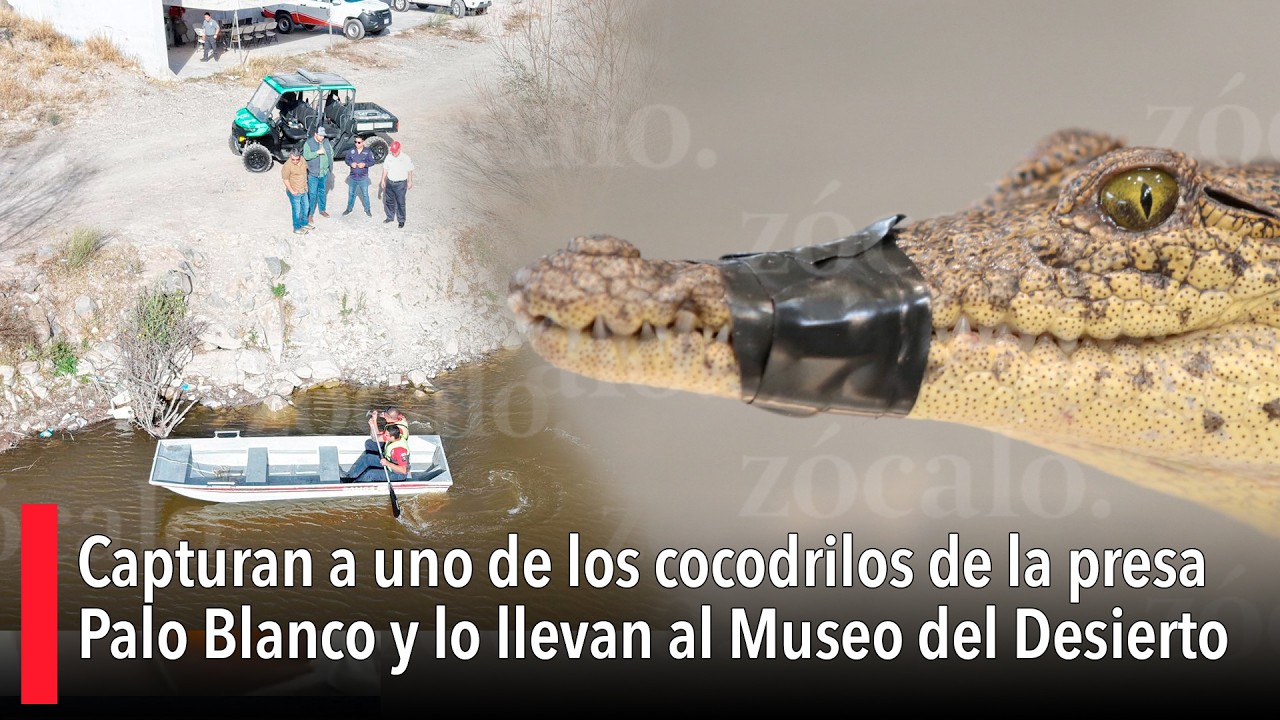 Capturan a uno de los cocodrilos de la presa Palo Blanco y lo llevan al Museo del Desierto