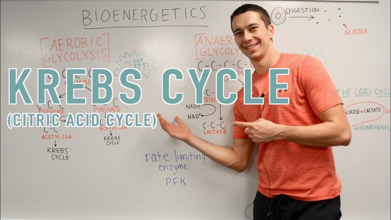 Krebs Cycle Explained!