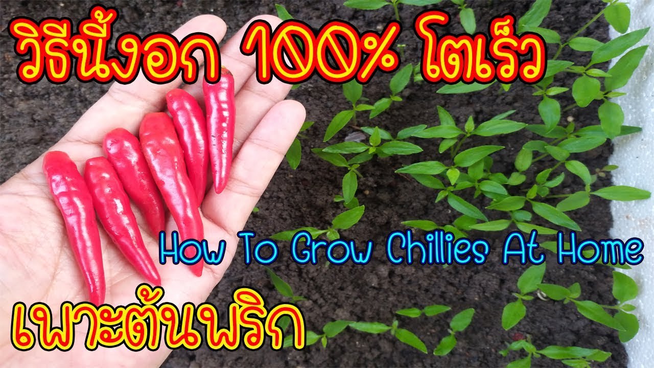 วิธีเพาะต้นพริก จากเมล็ดสด งอกทุกเม็ด โตเร็ว 100% (How To Grow Chillies At Home)