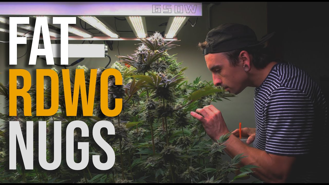 RDWC Watermelon Zaza Run - How to Grow Weed At Home