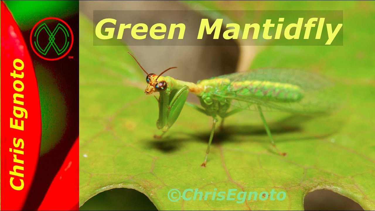 Green Mantidfly, half praying mantis and half lacewing fly. Very neat!