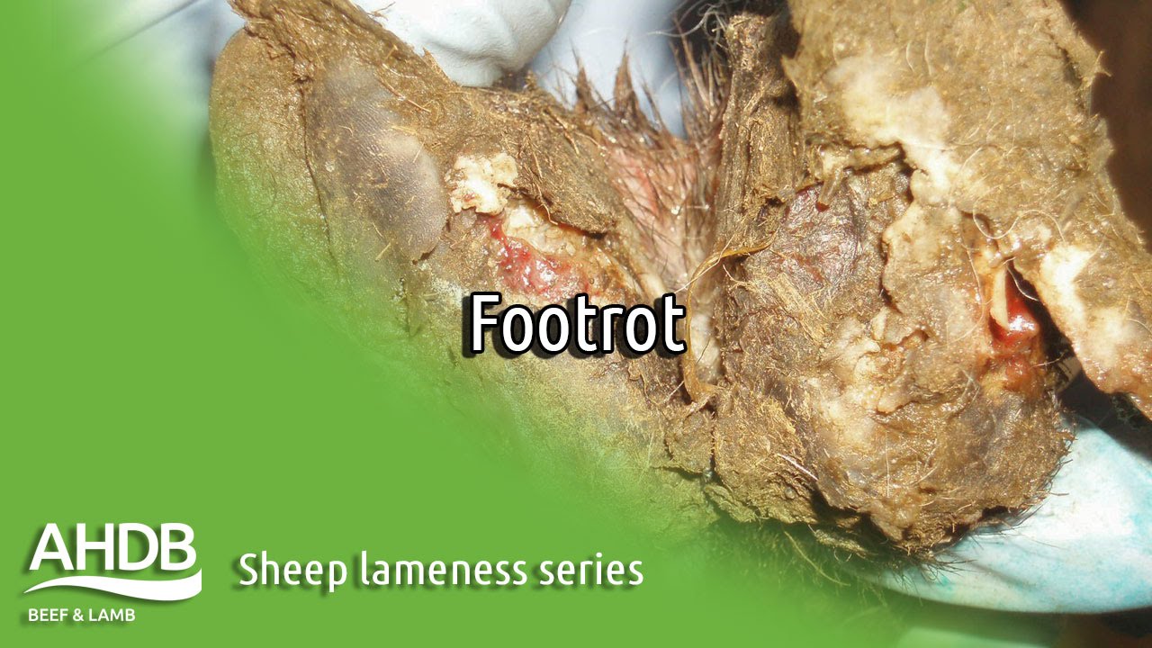Footrot - Sheep Lameness series