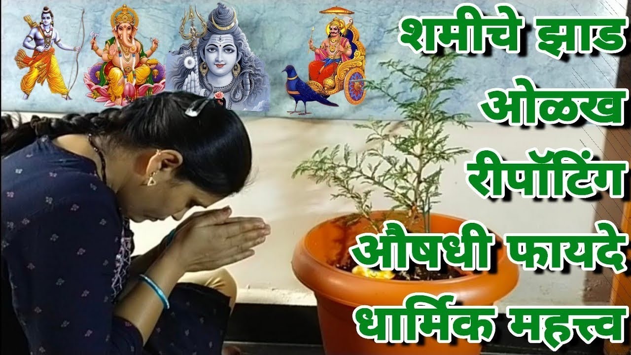 ओरिजनल शमी चे रोप कसे ओळखावे Shami  / A2Z || gachivaril baug ||
