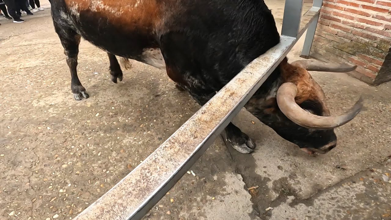 Cu&eacute;llar 2024 El Toro Arremete con Ganas