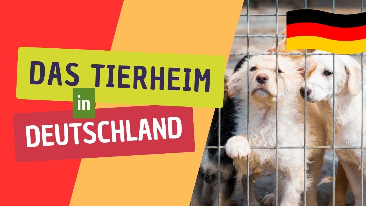 🇩🇪 Warum gibt es in Deutschland extra Tierheime?