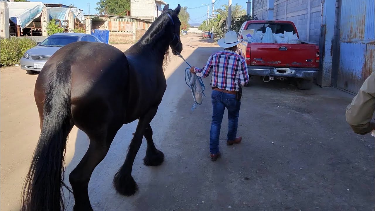 UNA TARDE EN EL RANCHO AGARRANDO CURA 🐴☀️😎