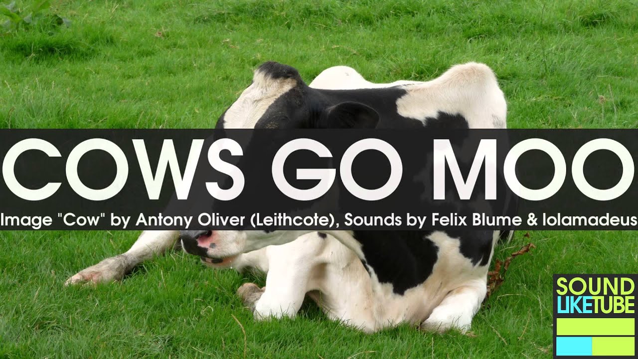 COW MOO SOUNDS  for 6 Hours