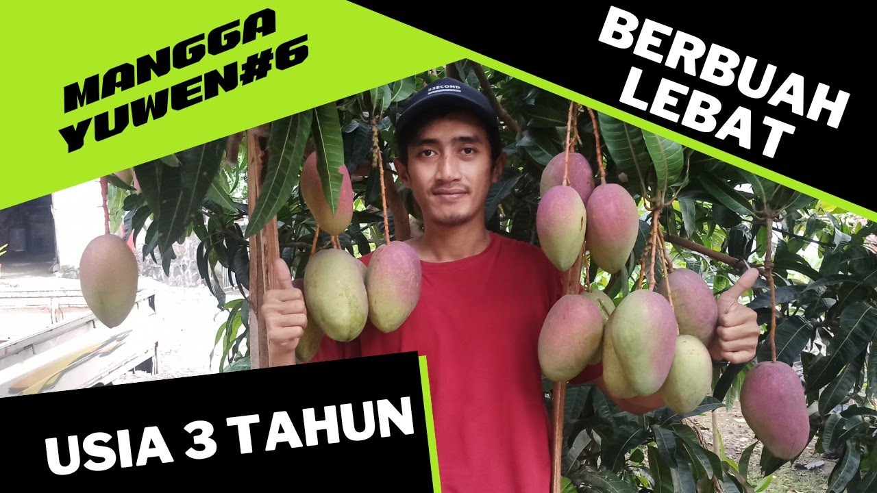 MANGGA YUWEN SERI 6 || BERBUAH LEBAT || USIA POHON 3 TAHUN