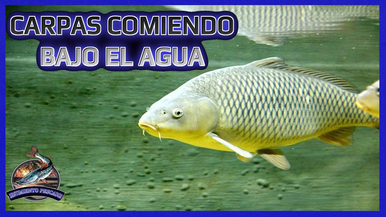 Carpas Comiendo Bajo el Agua - Tents Eating Underwater - Палатки едят под водой