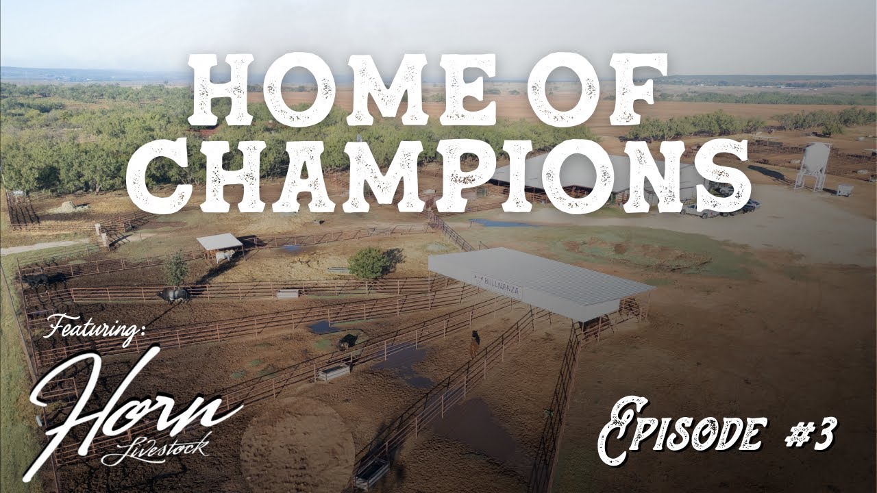 Внутри одного из лучших животноводческих хозяйств Техаса, специализирующихся на выставочном скоте...