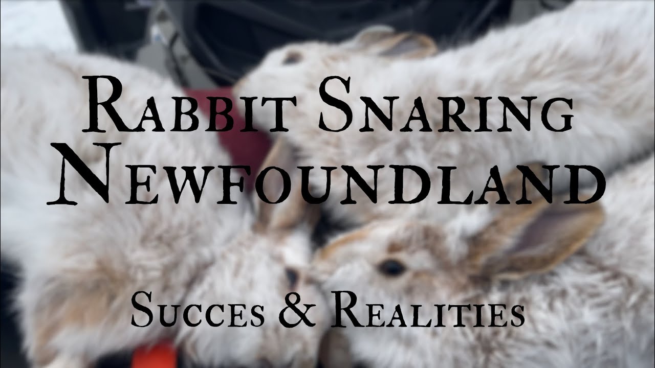 SNARING RABBITS , SUCCES & REALTIES in NEWFOUNDLAND! Snowshoe hare Trapping in the snow