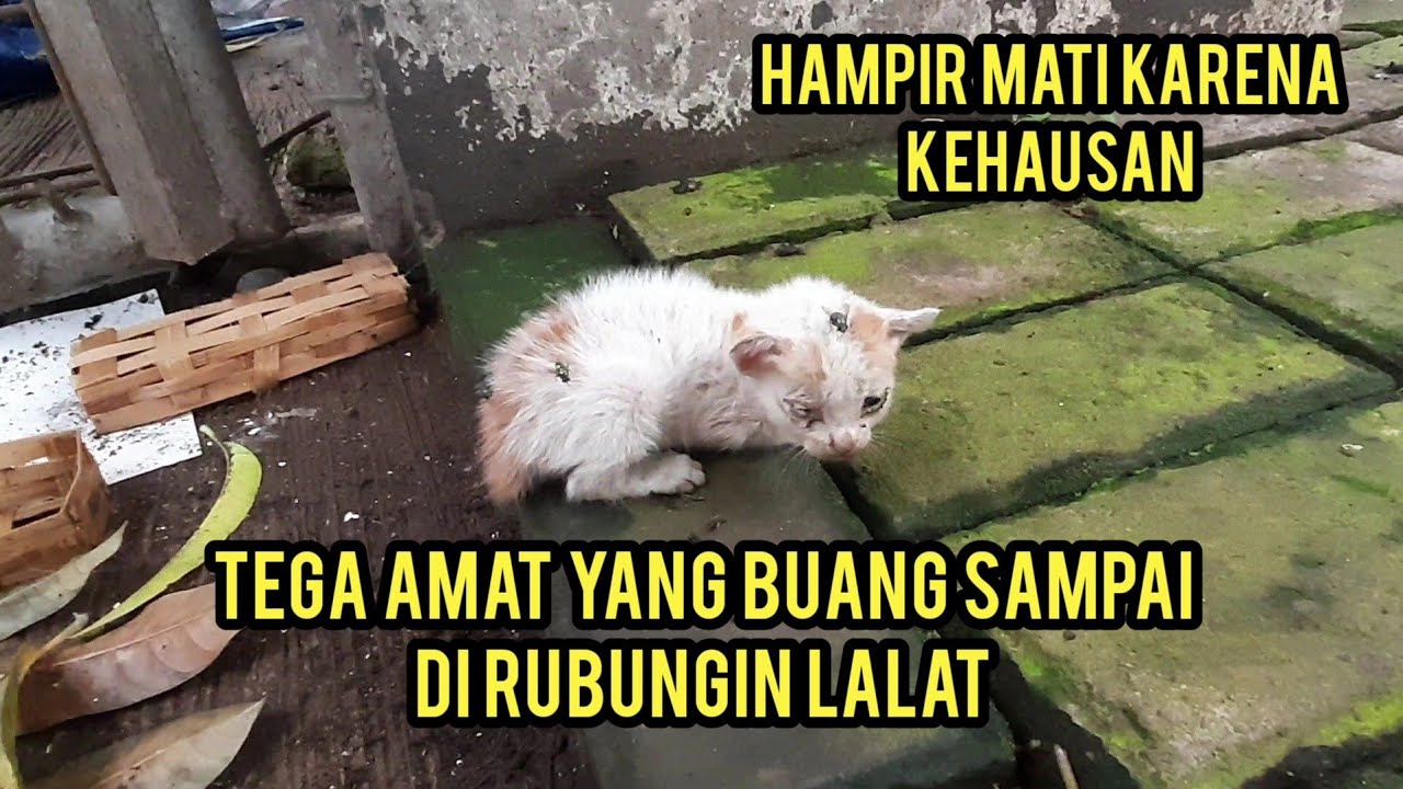 Dajal Anak Kucing Baru Melek Di Buang Hampir Mati Karena Kehausan.!